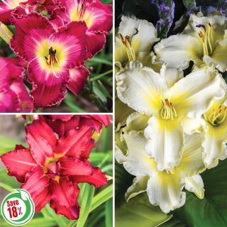 Reblooming Daylily Collection Thumbnail
